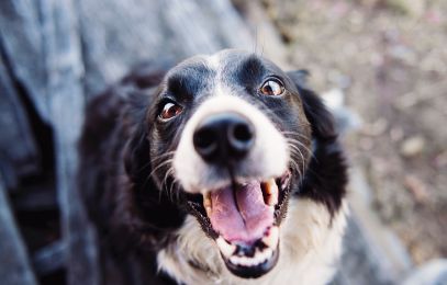 Bildausschnitt: ein freudiger Hund, hechelnde Zunge